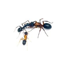 Image result for Vincetoxicum monticola