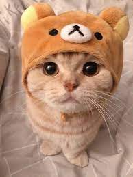 Pyanyj Tvitter On Twitter Cute Cats Cute Cat Gif Cute Baby Animals