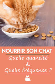 Nourrir Son Chat Quelle Quantite Et Quelle Frequence Guide Complet Alimentation Chat Nourriture Chat Nourriture Chaton