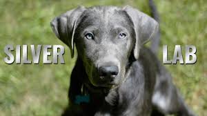 Maybe you would like to learn more about one of these? Silver Lab Puppies Amazing Facts About The Silver Labrador Retriever Petmoo