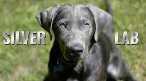 Interestingly enough, many breeders believe the gray tint appeared from outside labrador lineage. Silver Lab Puppies Amazing Facts About The Silver Labrador Retriever Petmoo