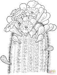 Flor De Cacto Saguaro Cactus Drawing Flower Coloring Pages Flower Drawing