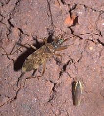 Image result for Otiophora