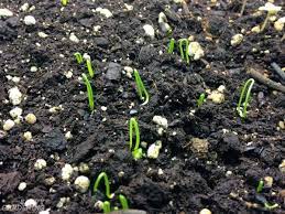Why Planting Onion Seeds Is Better Than Planting Sets And How To Do It Right Planting Onions Planting Green Onions Growing Onions From Seed