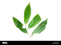 Image result for Achariaceae