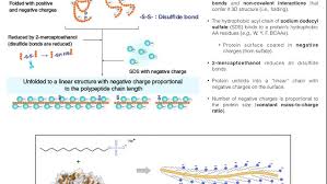Detergent Solubilization Of Membrane Proteins.(A) Schematic Of The... |  Download Scientific Diagram