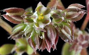 Image result for Polycarpon