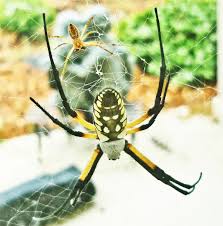 Yellow garden spider scientific name: Male And Female Yellow Garden Spiders In Texas Bugs In The News