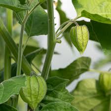 Image result for Physalis peruviana