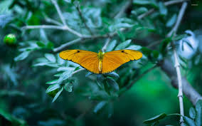Maybe you would like to learn more about one of these? Yellow Butterfly Wallpaper Animal Wallpapers 19670