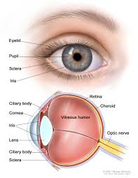 Image result for conjunctival melanoma