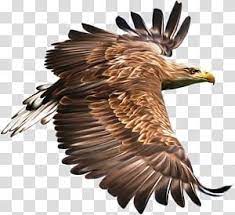 Bird Hawk Eagle Bird Transparent Background Png Clipart Eagle Painting Eagle Drawing Bald Eagle Art