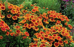 Pin Von Deavita Auf Garten Terasse In 2020 Schmetterlingspflanzen Pflanzen Stauden