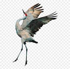 Download Hd Sandhill Crane Clipart Transparent Transparent Background Crane Bird Png And Use The Free Clipart For Your Crea Crane Bird Clip Art Bird Drawings