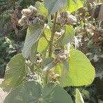 Image result for Abutilon angulatum