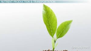 Check spelling or type a new query. What Is Plant Physiology Definition Experiments Video Lesson Transcript Study Com