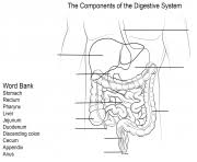 The anatomy coloring workbook gives you a clear and concise understanding of anatomy. Human Digestive System Coloring Pages Printable