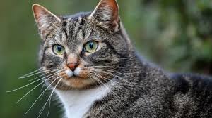 Nun verfügt nicht jeder mensch über eine große wohnung auf dem land mit dazugehörigem garten. Mann In Krefeld Erstochen Katze Fuhrt Die Polizei Zur Leiche Stern De