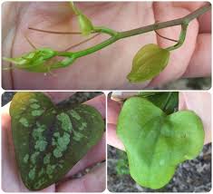 Image result for Smilax