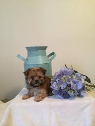 Teacup Size Morkie Female Adorable And Ready To Join New Family Morkie Puppies Morkie Cute Baby Animals