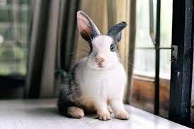 I was just wondering do they need two injections? Rabbit Vaccinations Worming Desexing Rabbit Health Petstock Nz Blog
