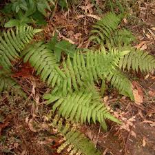 Image result for Christella