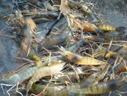 13 Cara Budidaya Udang Galah Di Kolam Beton Arenahewan Com