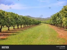 Five fruit trees may seem like a lot to pack into a small space, but with a little creativity it can work. Mango Trees On Farm Image Photo Free Trial Bigstock