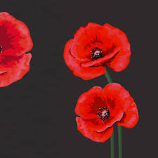 Most major seed retailers offer poppy seeds for sale, and few make any mention of legalities. Red White Purple Black Choosing A Remembrance Day Poppy Bbc News