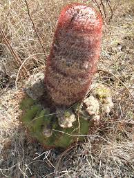 large spanish dildo cactus | This was taken in Guanica dry f… | Flickr