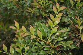 Image result for Phyllocladus