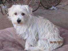 We did not find results for: 20 Westie Mixes Needing Homes Ideas West Highland White Terrier White Terrier Westies