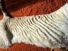 My Cats Fur Grows Like This Naturally It S Very Soft Mildlyinteresting