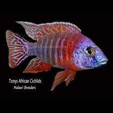male only aulonocara rubin red line bred 12cm stunning only one available cichlids african cichlids breeds