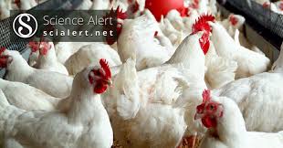 Get latest company news, company results, company interviews, company financials, company analysis, company disclosure, corporate news, company announcements at business standard. An Assessment Of The Impact Of Government Policies On Broiler Production In Peninsular Malaysia Scialert Responsive Version