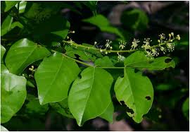 Image result for Lannea schimperi