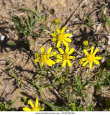 Image result for Senecio madagascariensis