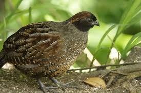 Image result for Odontosoria africana