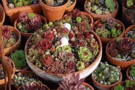 Sempervivum Dachwurz Hauswurz Garten Dachgarten Hauswurz