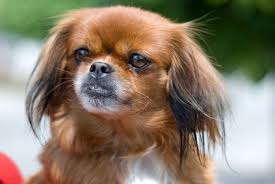 Maybe you would like to learn more about one of these? Pekingese Charakter Wesen Erziehung Haltung Hunde Fan De
