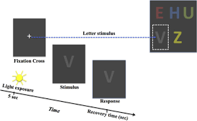 The Effect Of Blue Blocking Lenses On Photostress Recovery