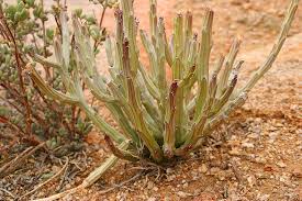 Image result for Kleinia longiflora