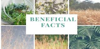 Ganehsa removes bad luck and venus increases wealth. Money Plant In Bedroom Archives Interesting Reads