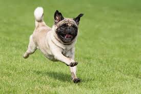 Contact every possible pet shop near and far from you. Pet Waste Removal Services Manchester Dog Waste Removal Services