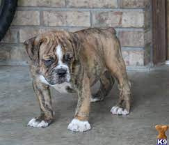 old english bulldog puppies bulldogpuppies englishbulldog bulldog engelse bulldog engelse bulldogpuppies