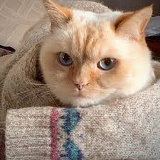 Climb of the Vine (@Whirl_up_sea@zirk.us)