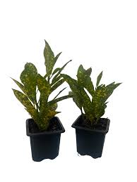 Image result for Croton