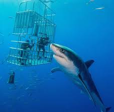 Great white shark swimming underwater large shark with jaws open attempting to catch and eat fish french polynesia, rangiroa, blue lagoon, blacktip reef shark (carcharhinus melanopterus) World S Biggest Great White Shark Captured On Underwater Camera Express Co Uk