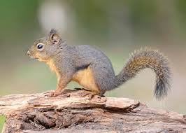 Check spelling or type a new query. Douglas Squirrel Wikipedia
