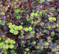 Image result for Euphorbia glanduligera